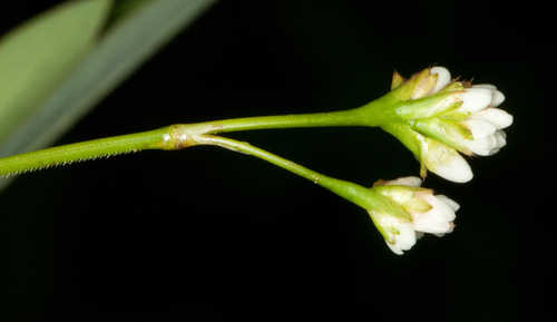 Persicaria sagittata #6